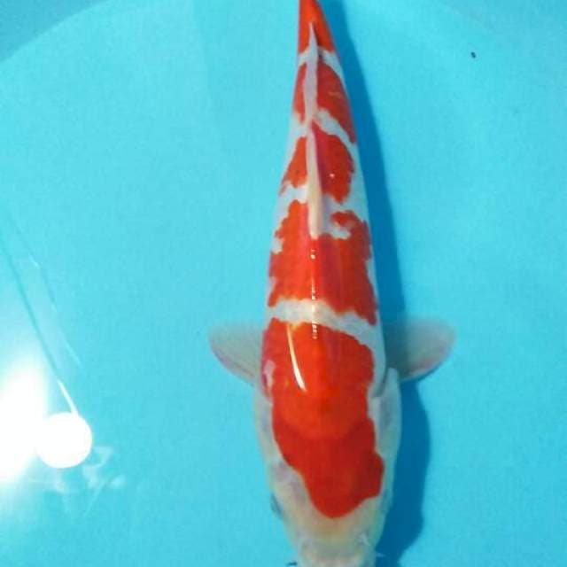 Showa 32cm