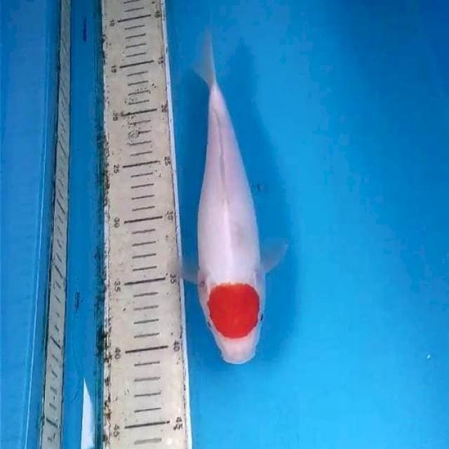 Tancho 26cm