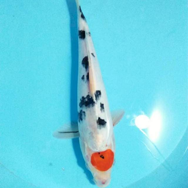 Tancho sangke 29cm
