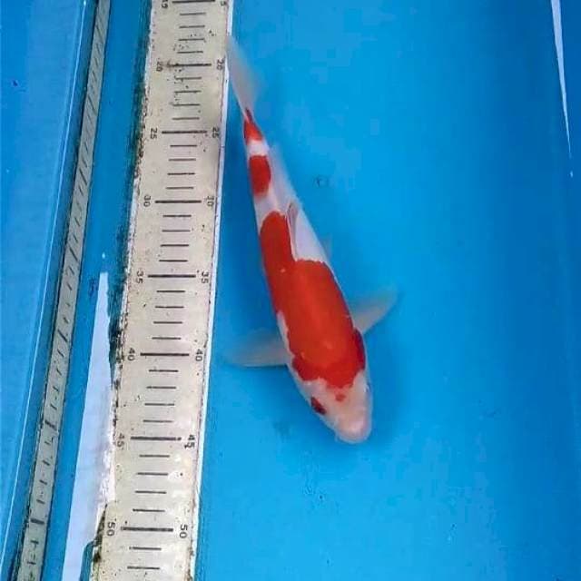 Kohaku 26cm