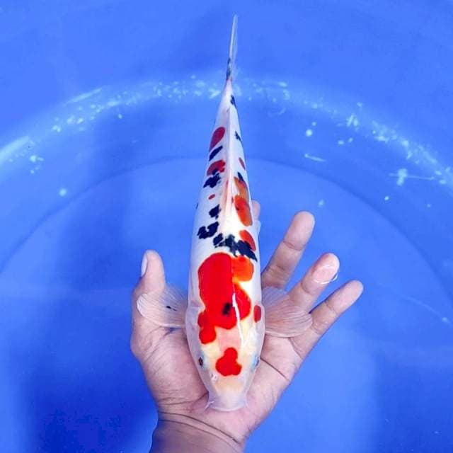 1. Sanke Doitsu || 31 cm || Jantan