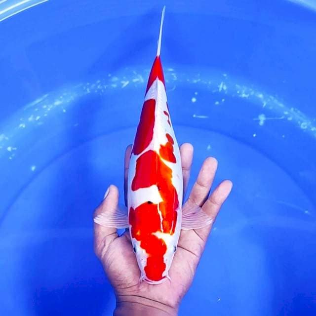 2. Doitsu || 31 cm