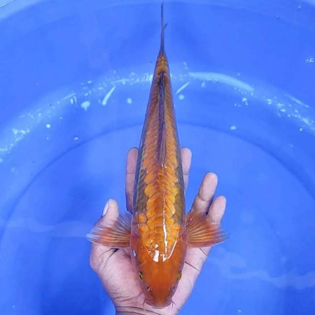 5. Chagoi Aragoke || 34 cm || Jantan