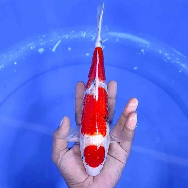 6. Maruten 2 Step || 27 cm || Jantan