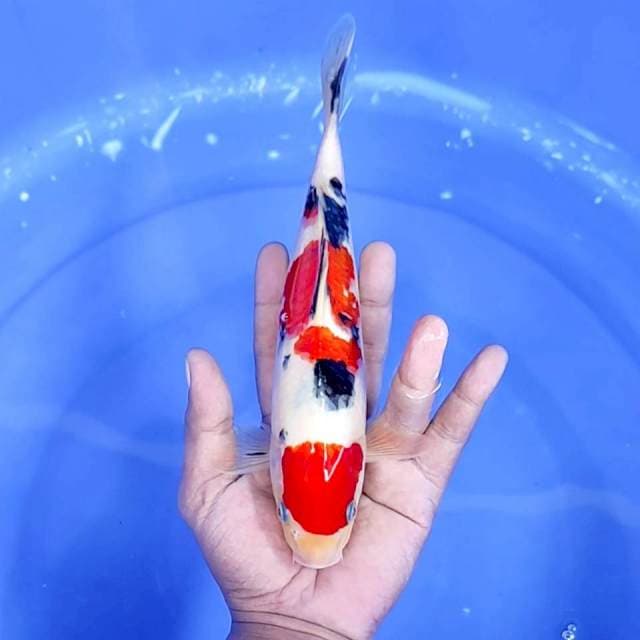 9. Maruten Sanke || 25 cm