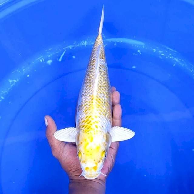 13. Hariwake Ginrin || 34 cm
