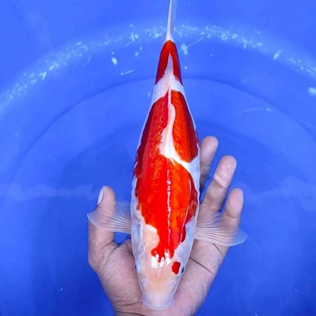 15. Kohaku Doitsu || 32 cm