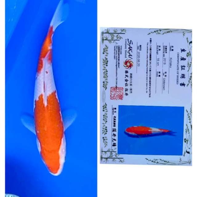 Kohaku Import Serti Sakai 20cm