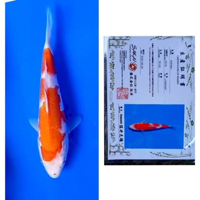 Kohaku Import Serti Sakai 20cm