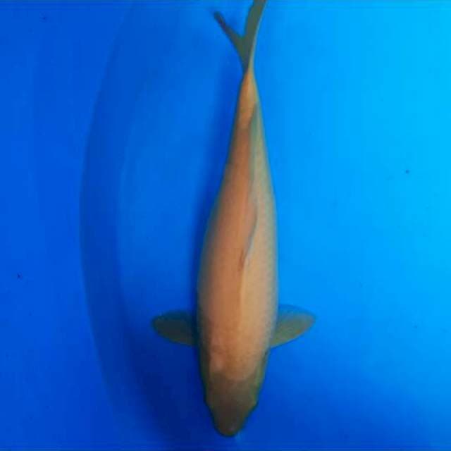 Karashi