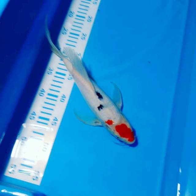 Kumpai tancho sanke bulki 30cm