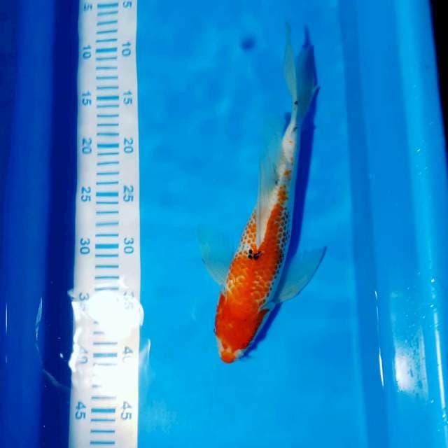 Kumpay sanke bulki 32cm
