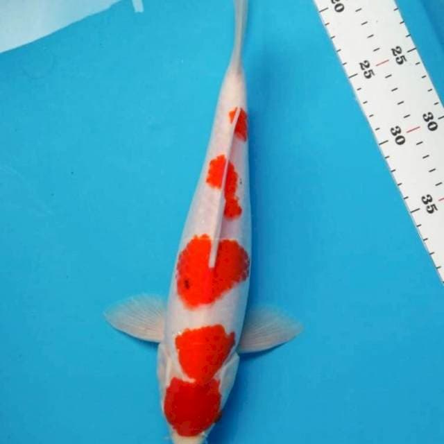 Maruten 32cm male