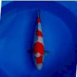 kohaku male 40up