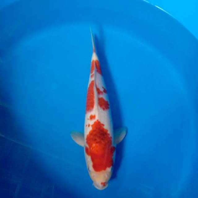aigoromo 37cm