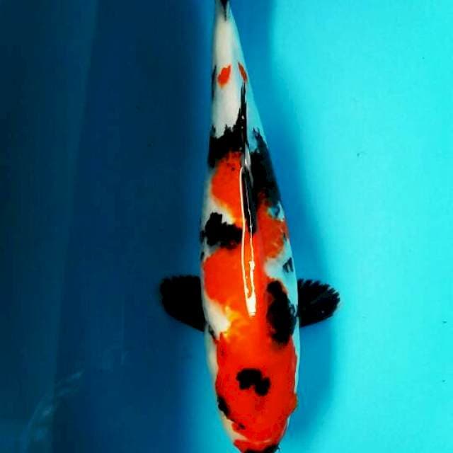 Showa 30cm
