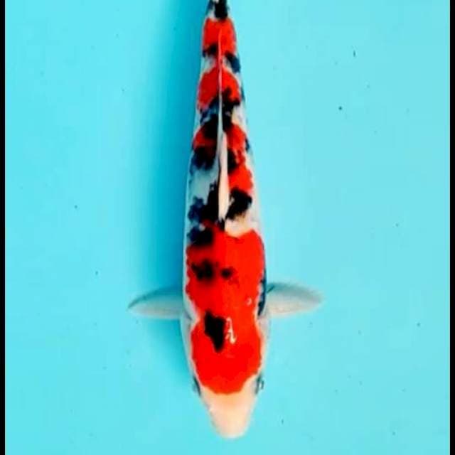 Sangke 24cm