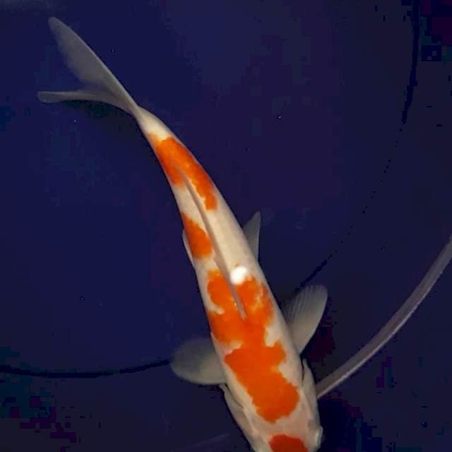 KOHAKU 4 STEP