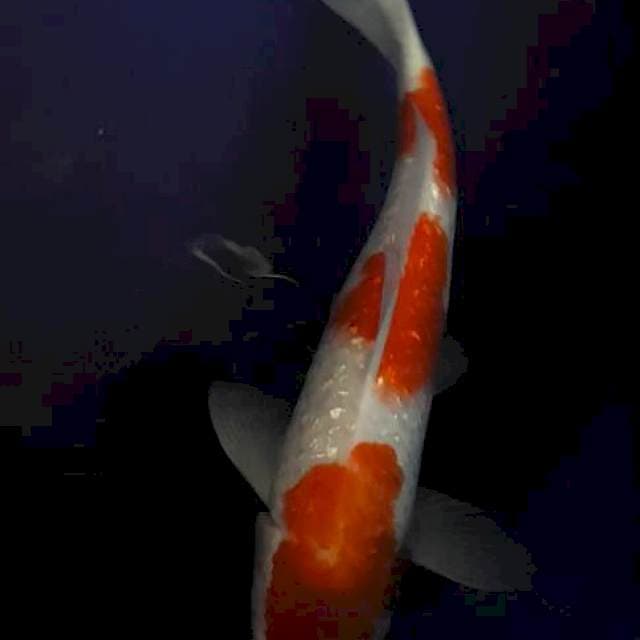 KOHAKU FULL GHINRIN 3 STEP original