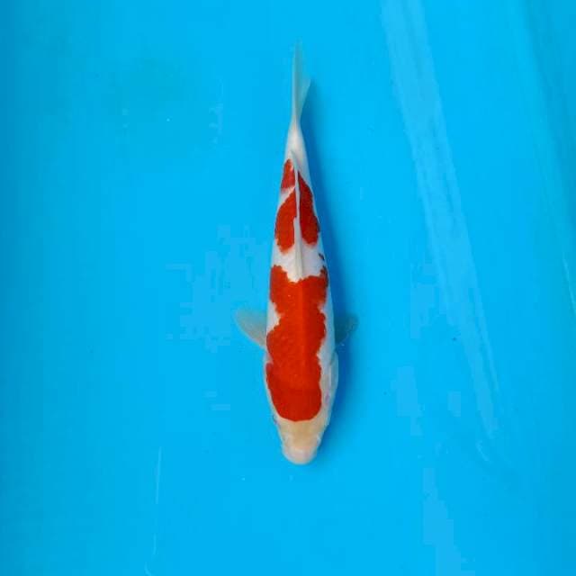 Kohaku, 23cm 🌶️