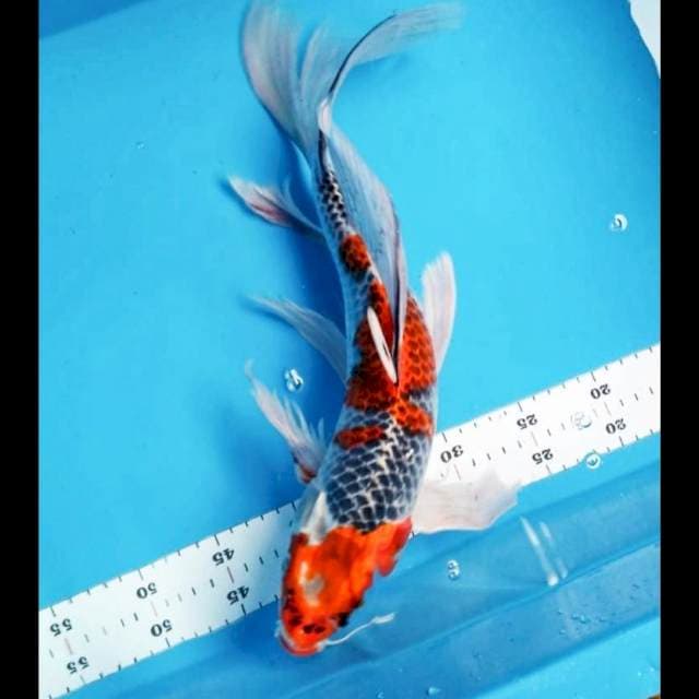 Kumpay goshiki 41cm