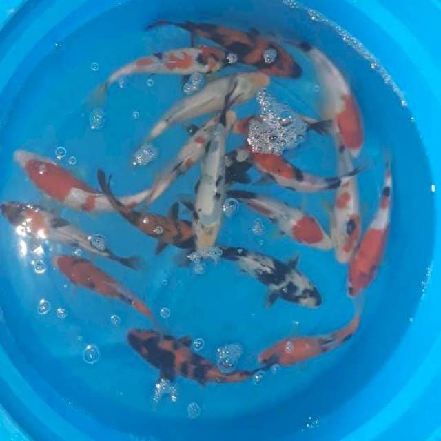 Mix koi(showa,utsuri,shiro) 40 ekor