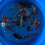 Mix koi(showa,utsuri,shiro) 40 ekor