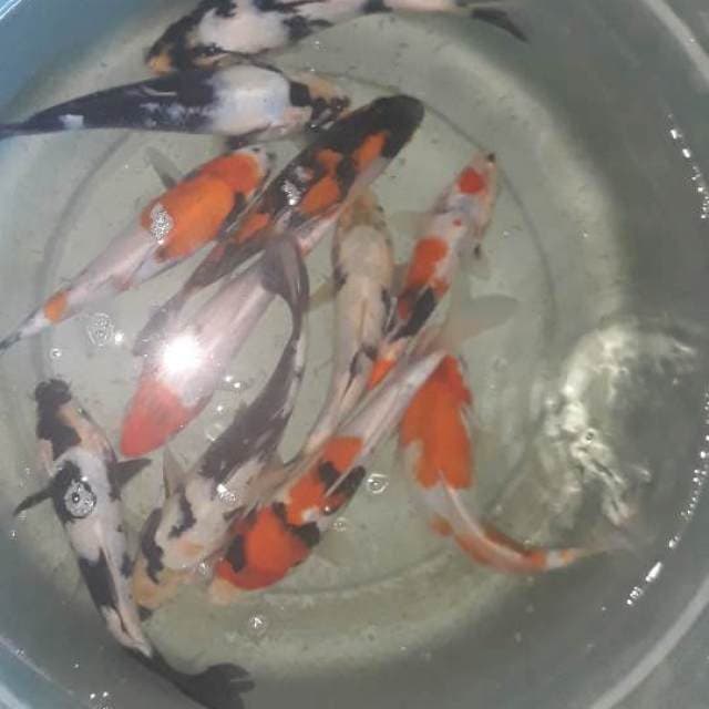 Mix koi(showa,utsuri,shiro) 40 ekor