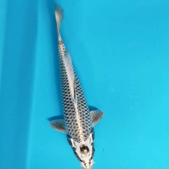 Good mukashi 23cm