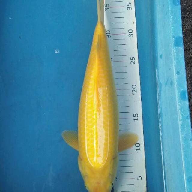 karasi mata merah bulky jozz