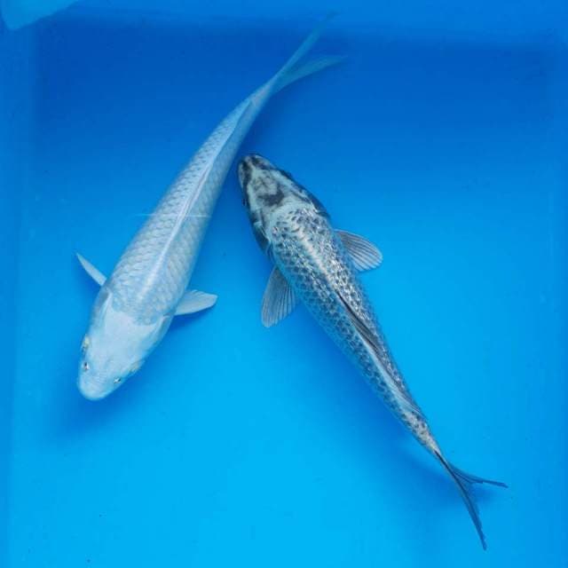 Platinum & mukashi ginrin