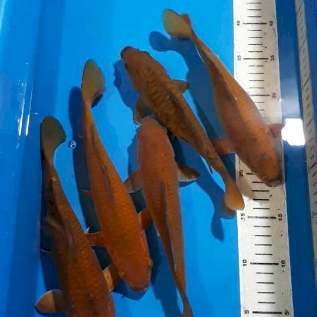 CHAGOI TEMBAGA 24-26 CM