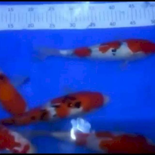 6ekr kohaku sanke merah strong 29_34cm