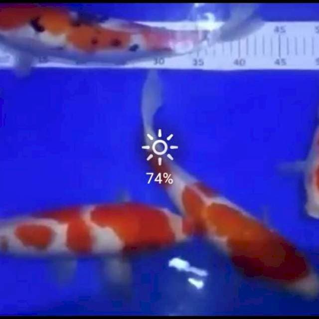 6ekr kohaku sanke 27_34cm