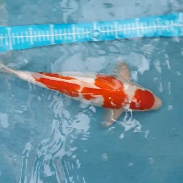 Kohaku