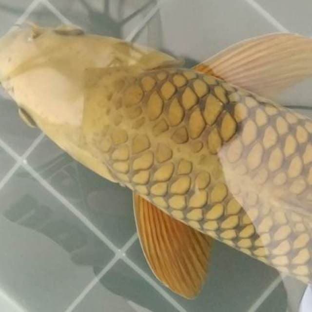 Chagoi 40 cm 