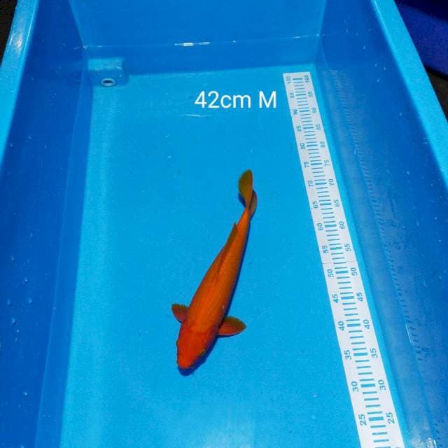 benigoi tembus 42cm male