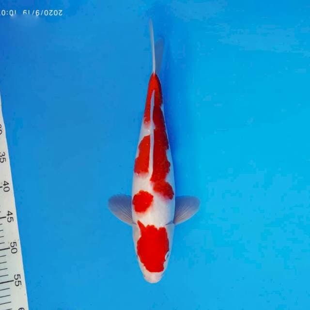 FURY 1 ~ KOHAKU ®