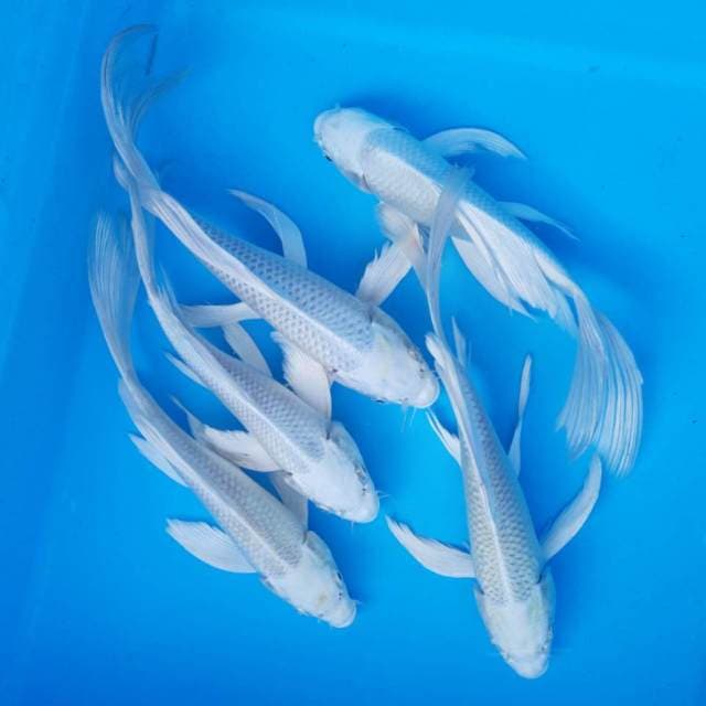 Mix platinum kumpai