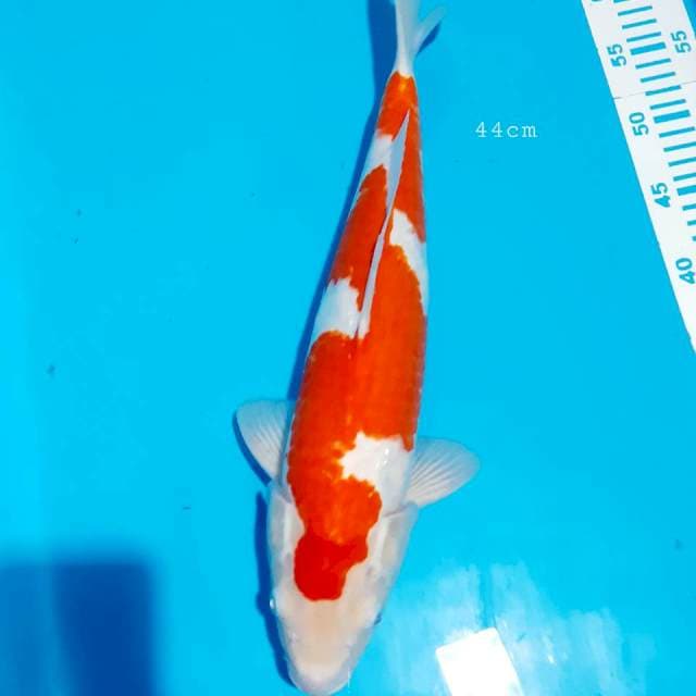 Inazuma strong 42 cm male