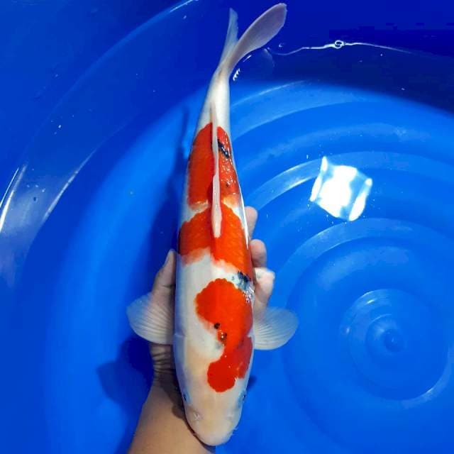 Sanke 32 cm male