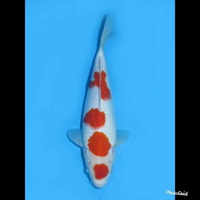 30cm , Betina , Kohaku Orignal