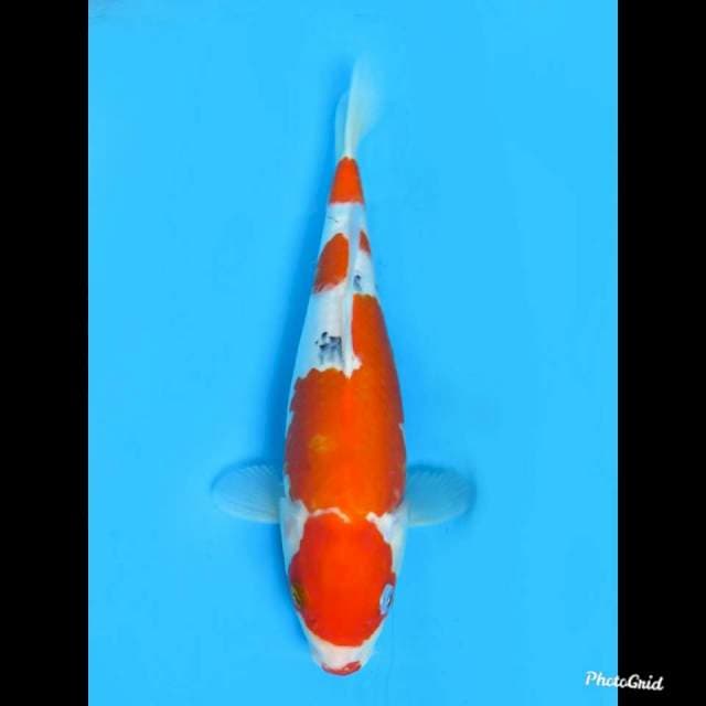 28cm , Jantan , Sanke Tategoi 