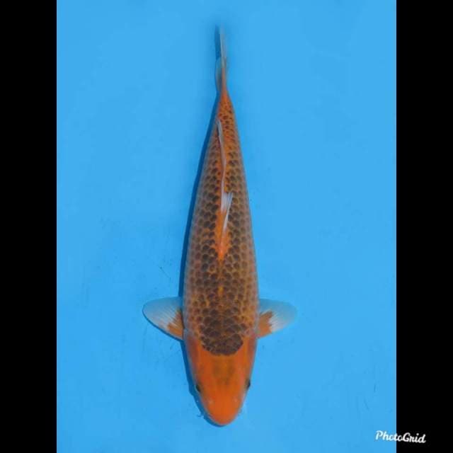 37cm , Betina , Aka Matsuba F1 