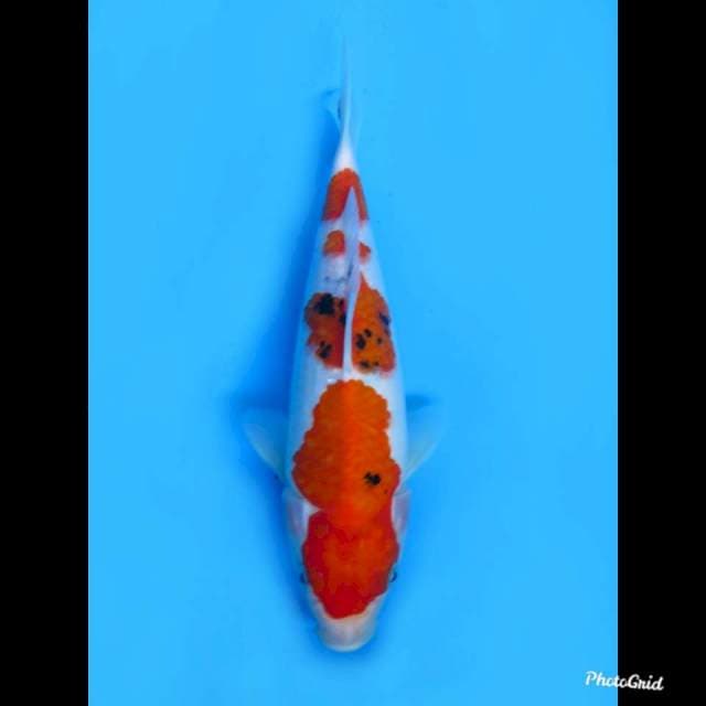 28cm , Jantaan , F1 Sanke Tategoi