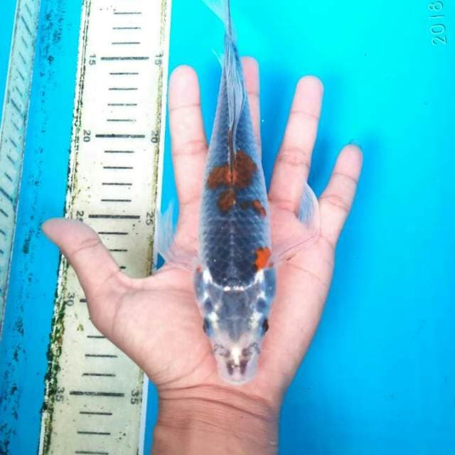 BABY KUMPAY  25 CM
