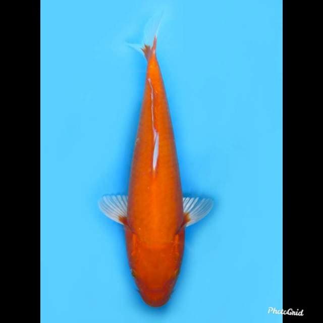32cm ,Betina , Orenji No bocor 