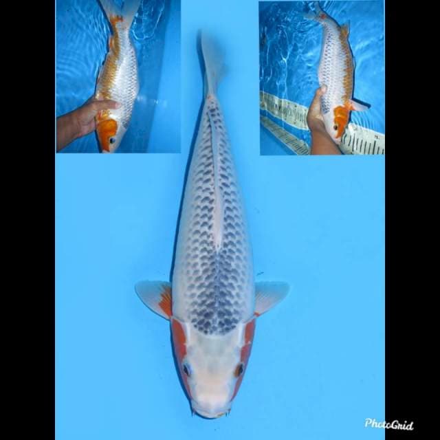 42cm ,  Betina , Asagi Bakat Jumbo 