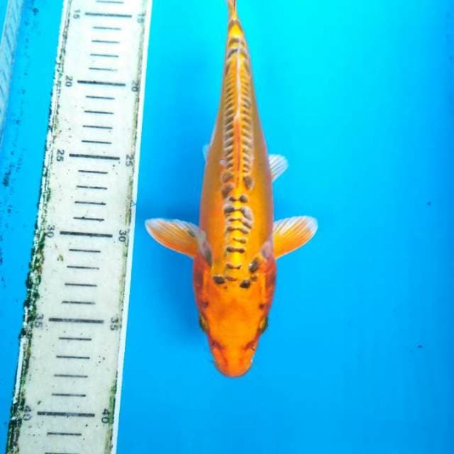 Baby mizuzo 25 cm