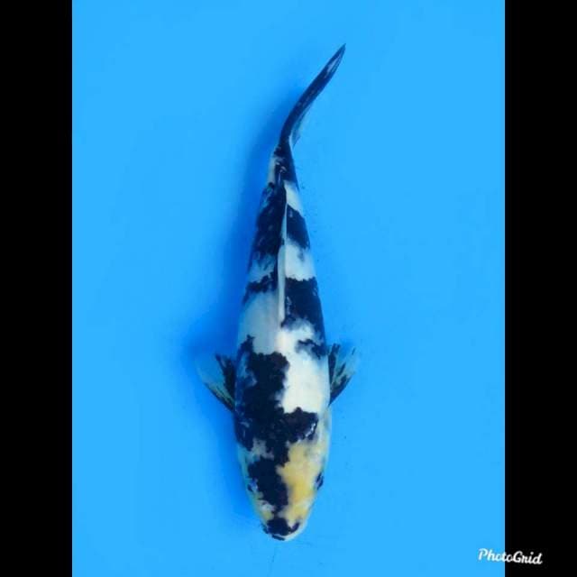 30cm , Jantan ,Shiro Jet Black